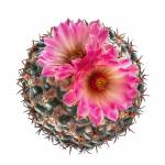 Baja Cactus Blossom (Type) fragrance oil